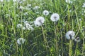 White dandelions on the field Royalty Free Stock Photo