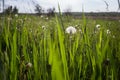 White dandelions on the field Royalty Free Stock Photo