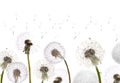 White dandelions field Royalty Free Stock Photo