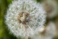 White dandelions in the field