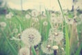 White dandelions in the grass, vintage concept.