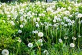 White dandelions in green field. Fluffy light blowball in spring meadow, soft selective focus