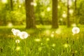 White dandelions green field in a summer forest