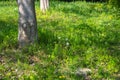 White dandelions green field and trees in a summer forest