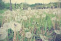 White dandelions in the green field, vintage concept. Royalty Free Stock Photo