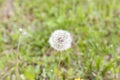 White dandelions in the green grass. The most common flowers in the world. Warm summer day.