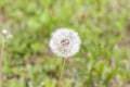 White dandelions in the green grass. The most common flowers in the world. Warm summer day.