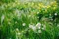 White dandelions among green and lush grass Royalty Free Stock Photo