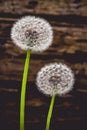 White Dandelions Green Stems in a Forest - Plants and Nature Walk