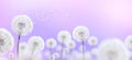 White dandelions on mauve background
