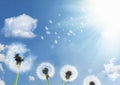 White dandelions pollinating