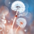 White dandelions and red ladybug in the field. Image in blue and red colors. Natural spring and summer background.