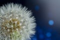 White dandelions seeds on blue background Royalty Free Stock Photo