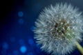 White dandelions seeds on blue background Royalty Free Stock Photo