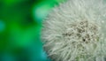 White dandelions seeds on green background Royalty Free Stock Photo