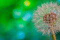 White dandelions seeds on green background Royalty Free Stock Photo