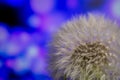 White dandelions seeds on purple background Royalty Free Stock Photo