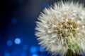 White dandelions seeds on purple background Royalty Free Stock Photo