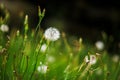 Closeup of White dandelions in spring on the ground with green field background.