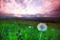 White dandelions on sunrise Royalty Free Stock Photo