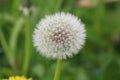 White dandilion seed clock Royalty Free Stock Photo