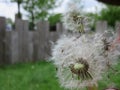 White dandilion seed clock Royalty Free Stock Photo