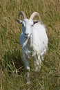 White Danish Landrace goat Royalty Free Stock Photo