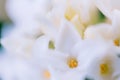 White daphne flower Royalty Free Stock Photo