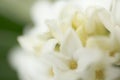 White daphne flower Royalty Free Stock Photo