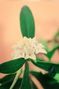 White daphne flower Royalty Free Stock Photo