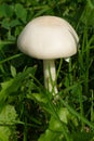 White Dapperling - Leucoagaricus leucothites