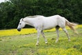 White horse in pasture horizontal