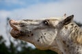 A white dappled male horse flehming