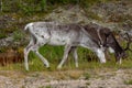 White and dark brown reindeer eating grass on the side of the road