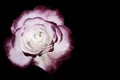 White and dark red rose isolated on black Royalty Free Stock Photo