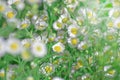 White dasies flower with soft sunlight in dasie field, Close-up of White Dasie flowers in the garden ,flower background for design Royalty Free Stock Photo