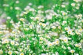 White dasies flower with soft sunlight in dasie field, Close-up of White Dasie flowers in the garden ,flower background for design Royalty Free Stock Photo