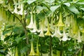 White datura flower