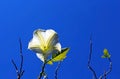 White Datura flower under blue sky Royalty Free Stock Photo