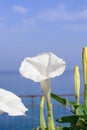 White Datura stramonium flower Royalty Free Stock Photo