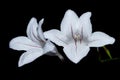 White daylily flowers Royalty Free Stock Photo