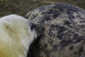 White days old baby seal sucking from Grey seal mother