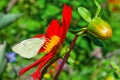 White daytime butterfly Pieris brassicae on bright red flower Dahlia closeup, Royalty Free Stock Photo
