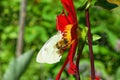 White daytime butterfly Pieris brassicae on bright red flower Dahlia closeup, Royalty Free Stock Photo