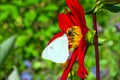 White daytime butterfly Pieris brassicae on bright red flower Dahlia closeup, Royalty Free Stock Photo