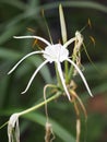 White Dazzle pure flower Hippeastrum Amaryllis Christmas Gift Royalty Free Stock Photo
