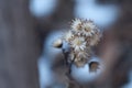 White dead flowers in winter Royalty Free Stock Photo