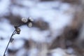 White dead flowers in winter Royalty Free Stock Photo