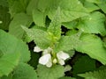 White dead-nettle and it flowers in summer nature. Royalty Free Stock Photo