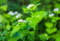 White dead nettle herb plant, lamium album with blured background